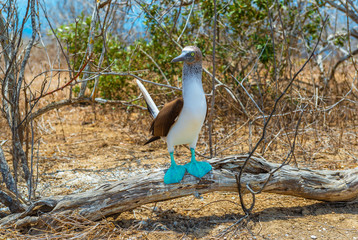 A male blue footed booby (Sula nebouxii) on a branch waiting for a female during the mating period...