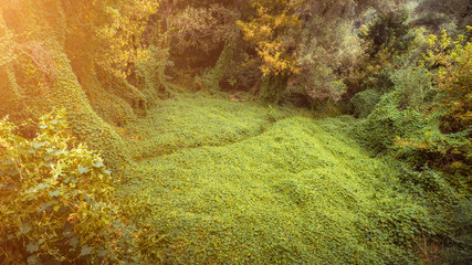 Small green valley in the forest