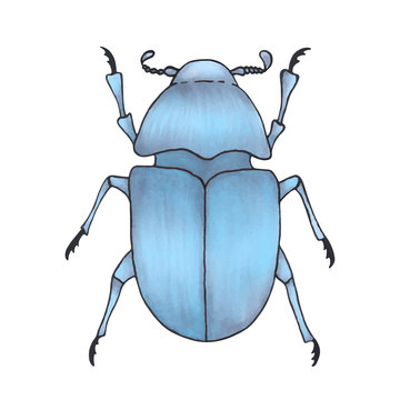 bug blue. Hand drawn insect illustration, detailed art. Isolated bug on white background.