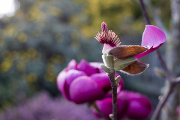 Beautiful Magnolia trees with huge pink flowers blooming at the beginning of spring  in Canterbury,...