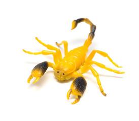 dummy scorpion model on a white background