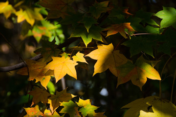黄色く色づいたカエデの葉
