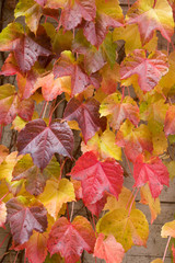 雨に濡れた秋のツタの葉