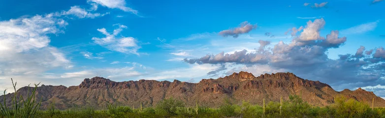 Gordijnen Tucson Mountain Park with Saguaro Cactus Panorama © Digital Masters