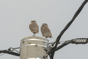 A pair of burrowing owls (Athene cunicularia) perched on a power post, against a white sky on an on overcast day.