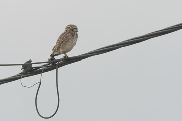 A burrowing owl (Athene cunicularia) perched on a power cable looking straight to the camera, against a white sky on an on overcast day.
