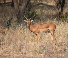 Naklejka na ściany i meble Male Impala standing in the Tarangire National Park