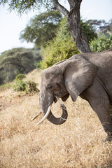 Close-up of an elephant in the Tarangire National Park