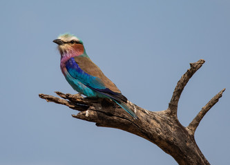 Lilac-breasted Roller sitting on a dead tree branch