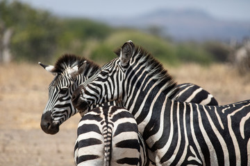 Pair of Zebras in the Tarangire National Park