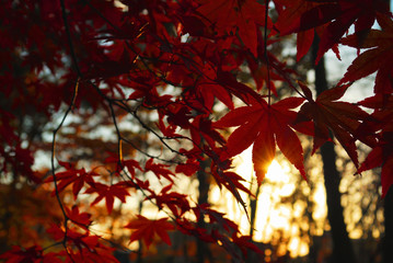 紅葉　夕暮れ　素材