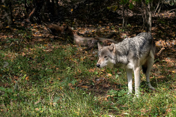 Naklejka na ściany i meble Gray wolf standing in a clearing with Fall leaves on the ground.