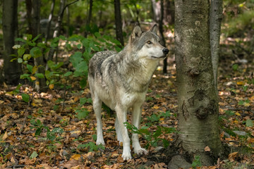 Gray wolf standing next to a tree in a wooded area with fall leaves on the ground.
