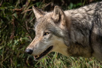 Obraz premium Close up profile portrait of a Gray Wolf (also known as a Grey Wolf or Timber Wolf), mouth open, showing its teeth