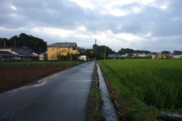 ８月の日本の水田と用水路