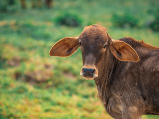 Vaca pastando