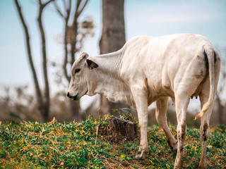 Vaca pastando