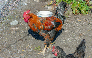 rooster on farm
