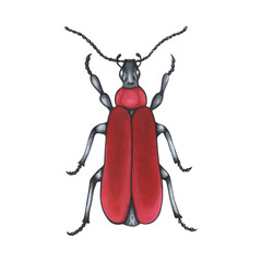bug red. Hand drawn insect illustration, detailed art. Isolated bug on white background.