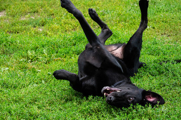 Happy labrador dog rolling in the grass