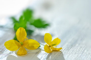 St. Johns wort flower Hypericum perforatum. This plant is used in herbal medicine,homeopathy