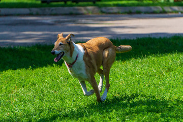 Happy dog running in the park