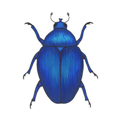 bug blue. Hand drawn insect illustration, detailed art. Isolated bug on white background.