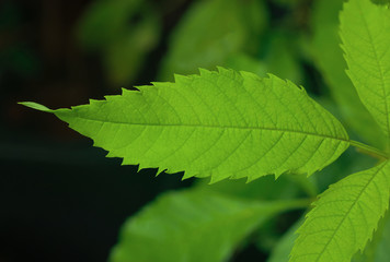 closeup of green leaf in tropical garden, dark tone nature background, Serrated leaves.