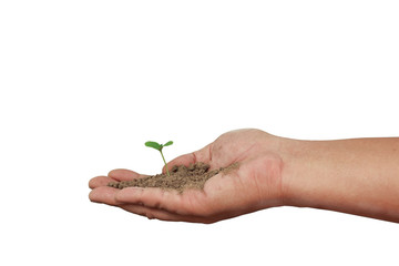 Man hand hold small tree isolated on white background, Clipping path. .