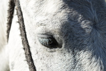 portrait of a horse