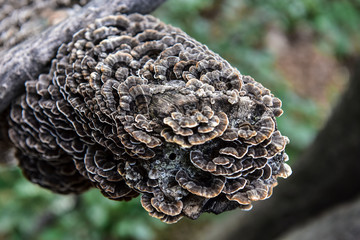 Auricularia auricula growing on catalpa tree in forest