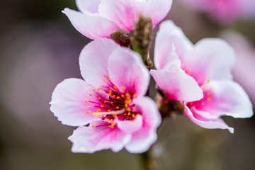 Fototapeta premium Close-up of Peach Blossoms Blooming on Peach Trees