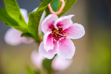 Close-up of Peach Blossoms Blooming on Peach Trees