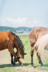 Fototapeta premium Horse