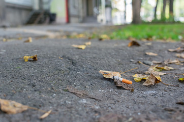 cigarette butt lies on the asphalt path on the fallen autumn leaves