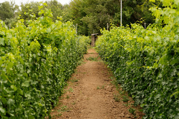 Fototapeta na wymiar Vineyards with grapevine and winery along wine road. Agriculture concept