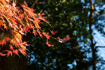 紅葉