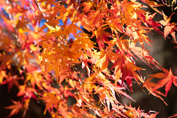 紅葉した木々