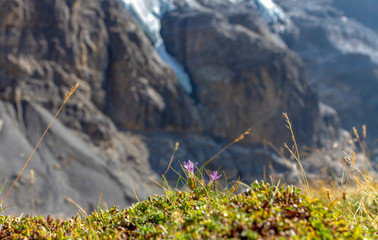 wild flowers in the mountains