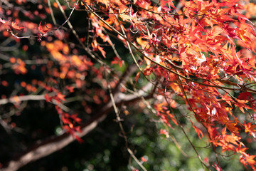 真っ赤な紅葉