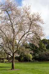 Obraz premium A huge almond tree blossoms in springtime at Risingholme, Christchurch, New Zealand