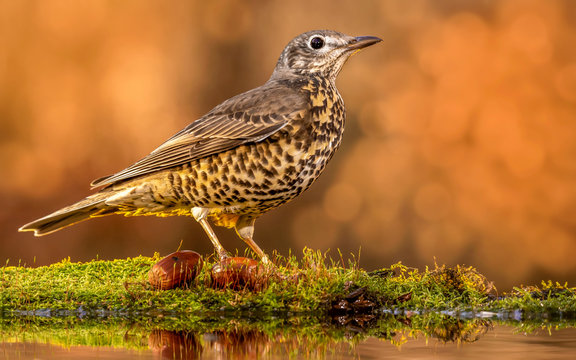 song thrush (Turdus philomelos)