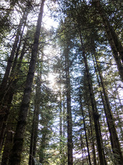 Pines tree of the Aiguestortes and Sant Maurici National Park, road of the Pond of Sant Maurici, Catalonia, Spain