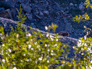 steinbock in the mountains