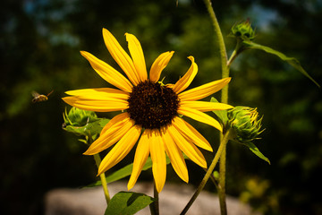 sunflowers near abandoned farm