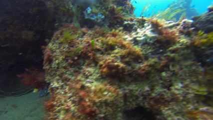 Zebra Shark, Leopard Shark, Manta Ray & Green Turtle Swimming On Colourful Peaceful Beautiful Coral Reef In Calm Blue Sea Water. Graceful & Gentle Pelagic Marine Life & Aquatic Underwater Wildlife