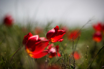 Obraz premium The Tulip festival