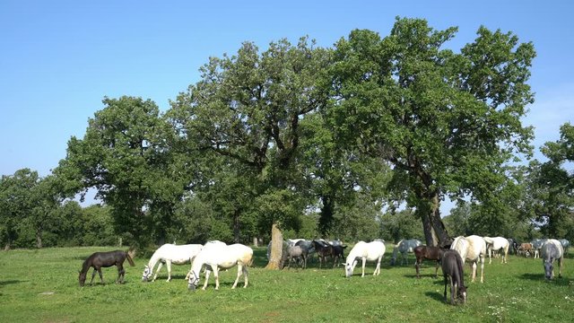 Lipizzaner horses grazing on a meadow	