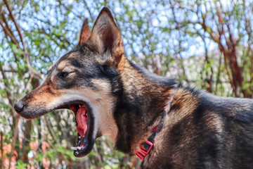 German Shepherd half Husky