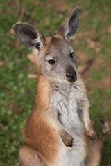 Close Up of a Wallaroo